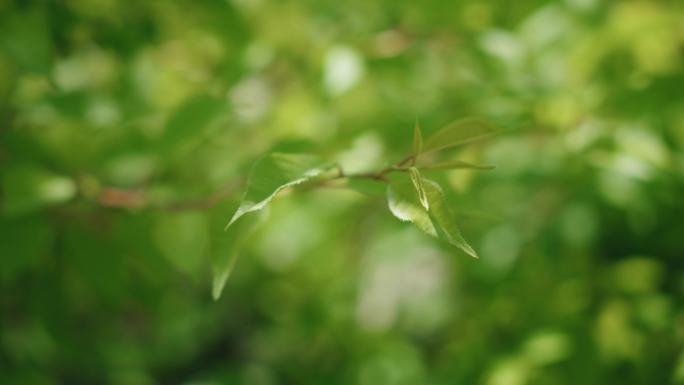 8k绿色植物树叶树木自然风景逆光