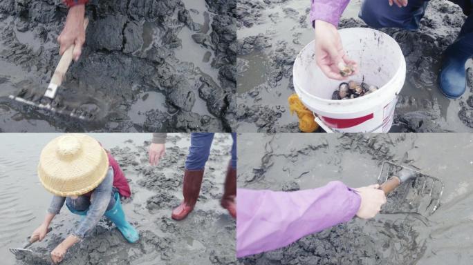广东雷州半岛 挖钉螺贝壳1