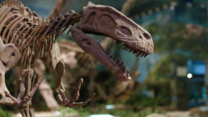自贡恐龙博物馆 旅游观光 恐龙化石