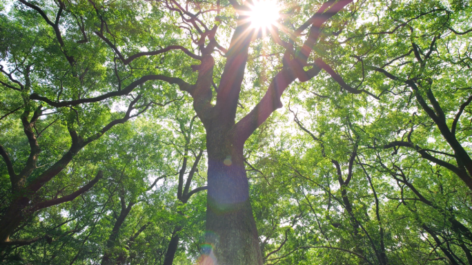 仰拍阳光树林幽静山林美景绿色大自然