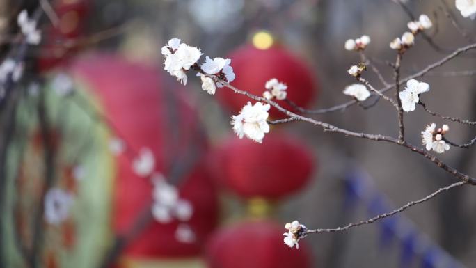 春天的花花桃花樱花杏花