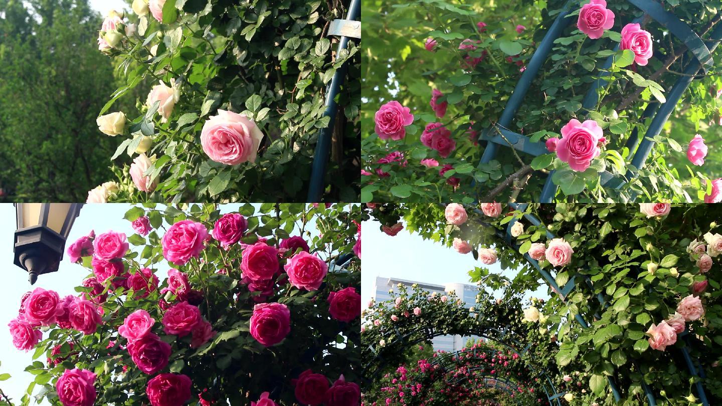 【原创】实拍盛开的玫瑰花