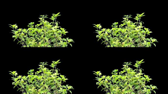 实拍花草树叶抠像透明通道素材可用于合成