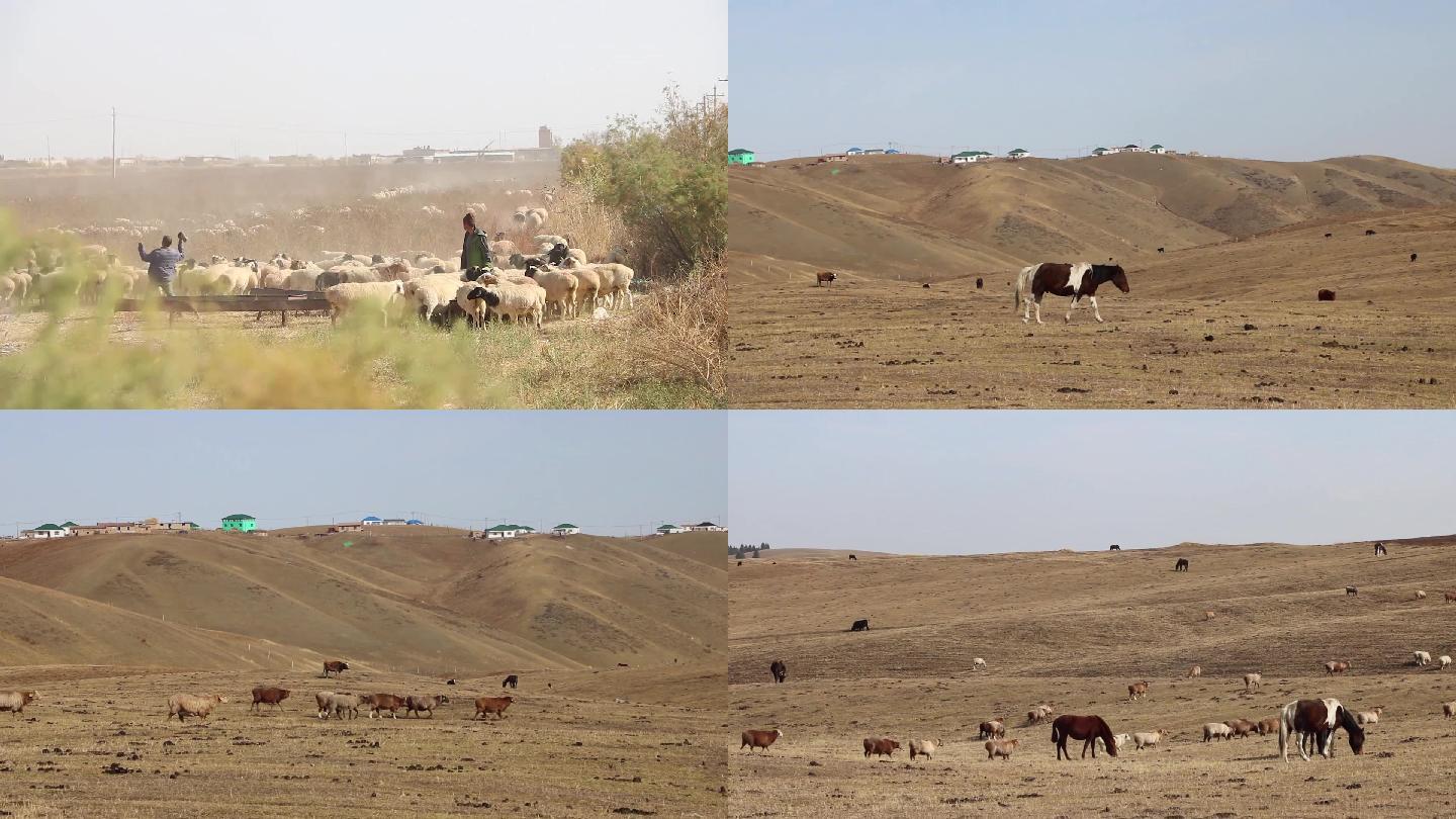 大草原上的牛羊马，牧羊人 ，宣传片素材