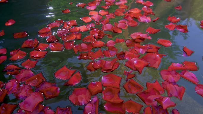 温泉酒店温泉池里的玫瑰花瓣