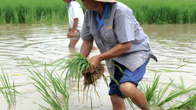 水稻栽秧-插秧-农业生产