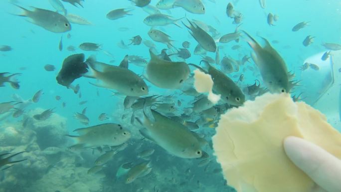 潜水喂鱼泰国海岛浮潜度假