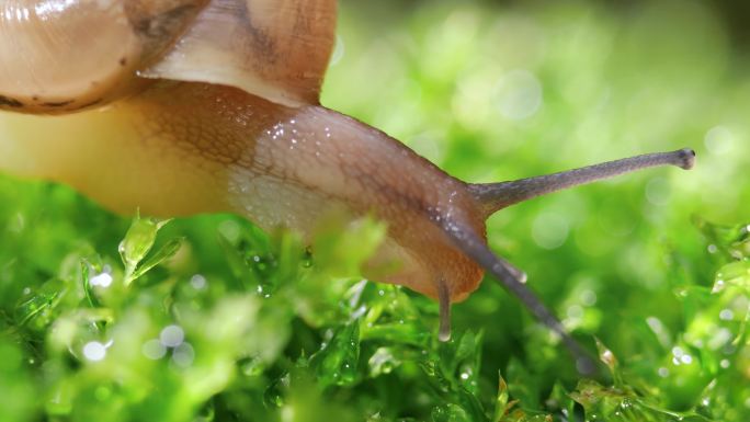苔藓上的蜗牛