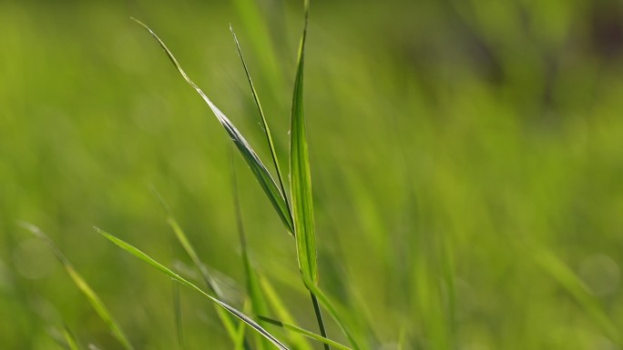 一支摇拽的小草绿草
