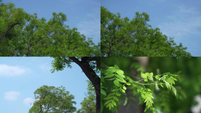 树叶生态公园光线照射树叶视频素材 4K