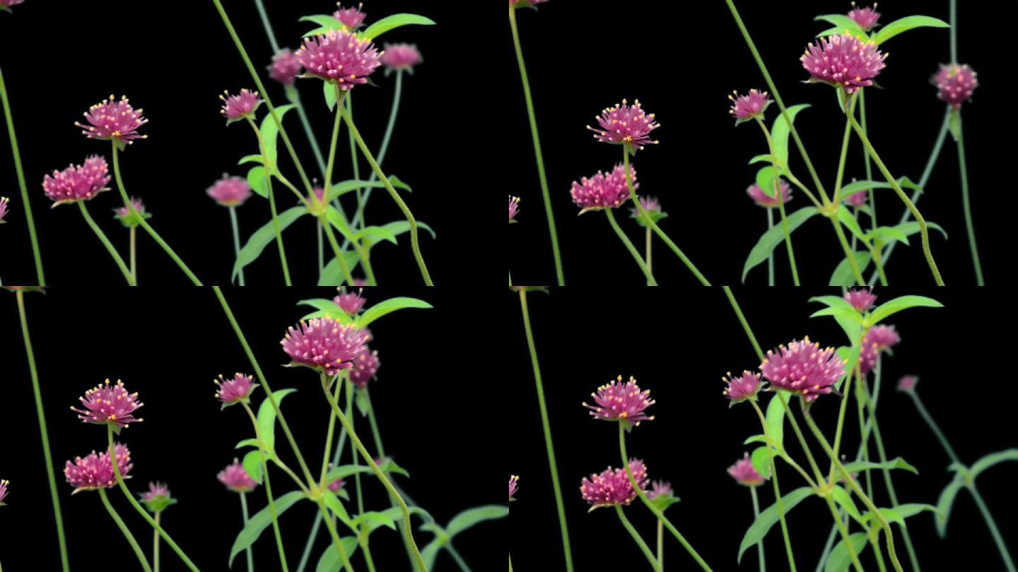 实拍带通道花草动态粉色小花可用于合成