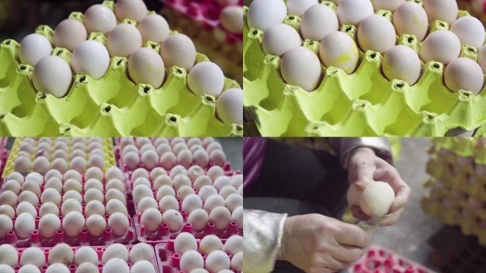 鸡蛋-鸡蛋加工厂