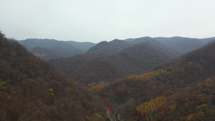 风景 山区 树林  枫叶 秋季 景区