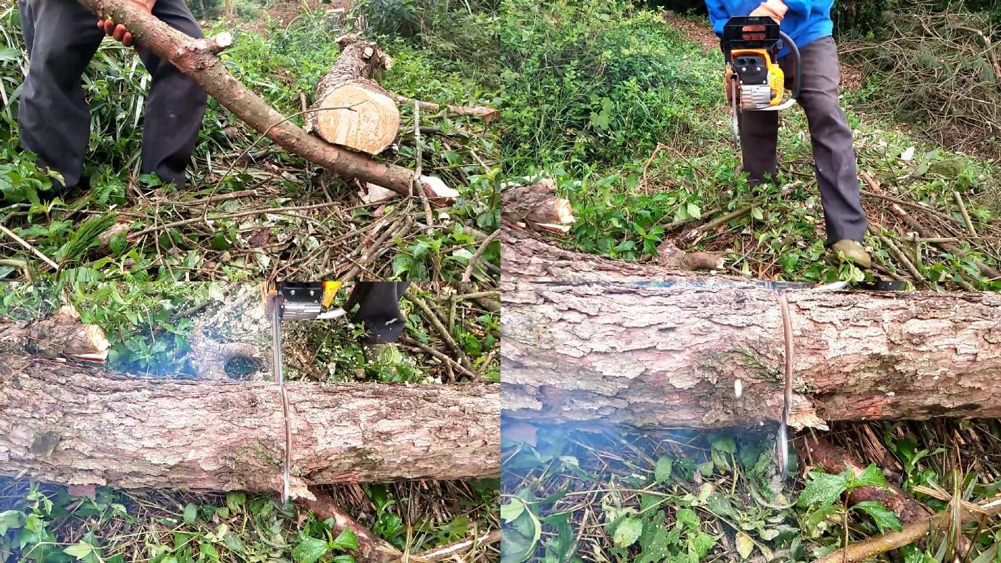 森林砍伐工人使用电锯切松木柴树木树干