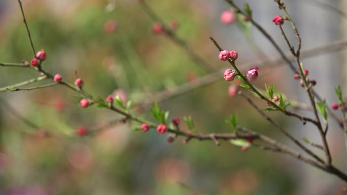 春天 花草视频 4K花草 春季复苏