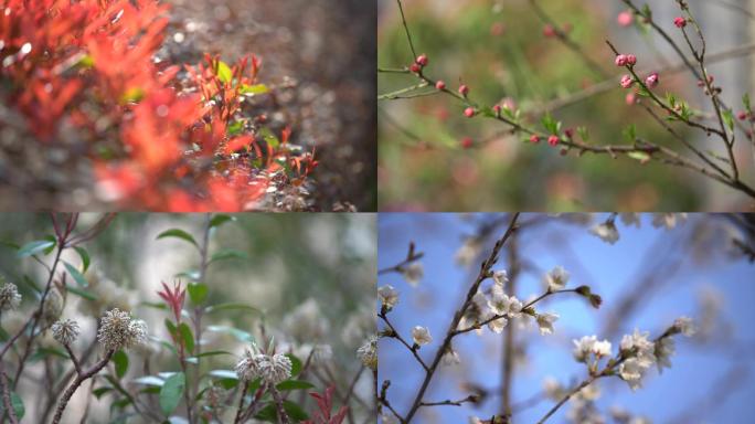 春天 花草视频 4K花草 春季复苏