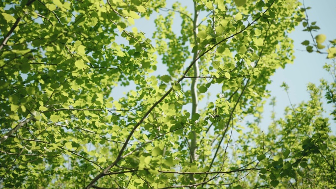 8k绿色植物树叶树木自然风景逆光