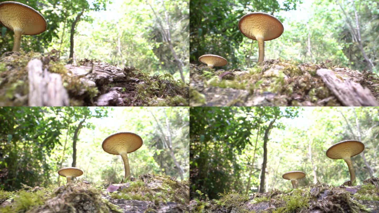 森林蘑菇迎着阳光