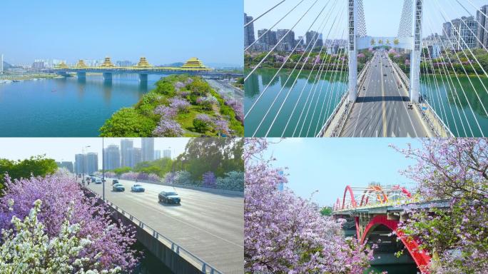 柳州紫荆花与柳州大景