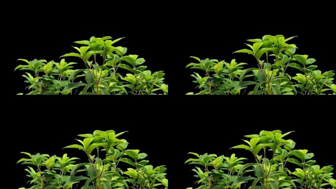 实拍树叶植物带透明通道挂角素材前景合成