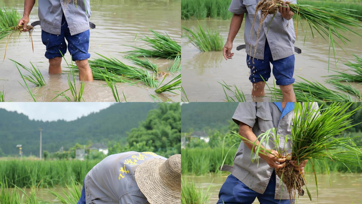 水稻栽秧-插秧-农业