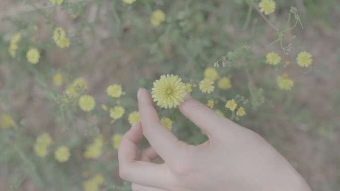 美女的手摘黄色的小花