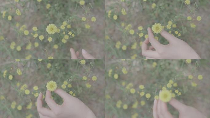 美女的手摘黄色的小花
