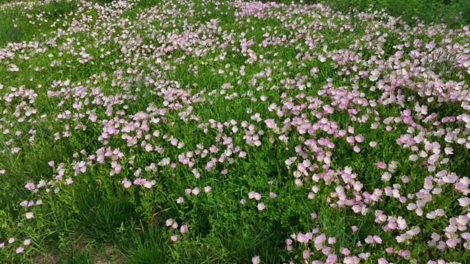 光影牵牛花光影花卉牵牛花海航拍4k实拍