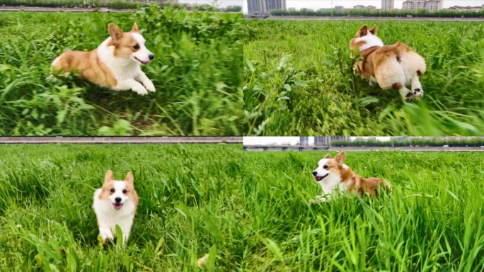 狗狗柯基在草中奔跑