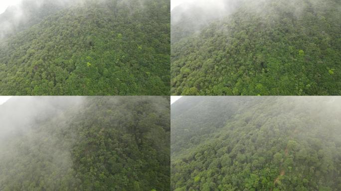 高山森林云海