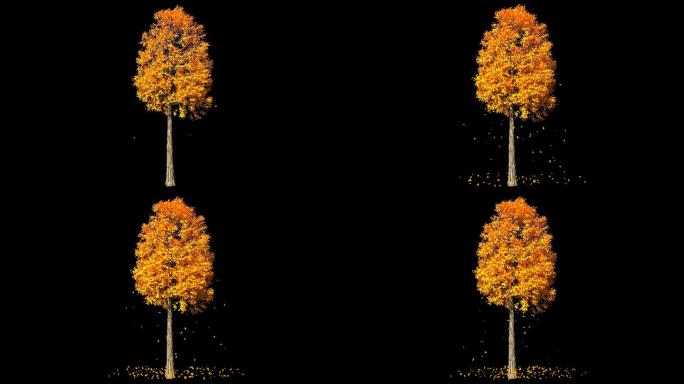 黄叶树生长动画--带透明通道