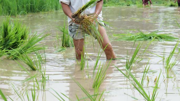 水稻栽秧-插秧-农业生产