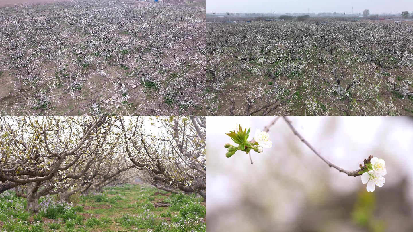 航拍万亩樱桃花开 樱桃花特写 蜜蜂采蜜