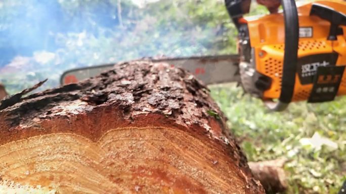 工人使用电锯切割林地木柴园艺树技油锯倒木