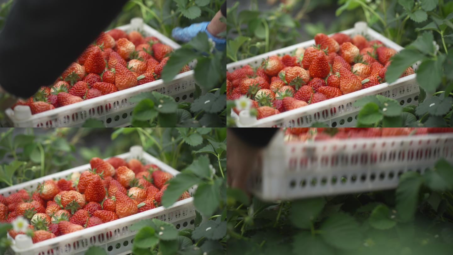 一篮草莓牛奶草莓