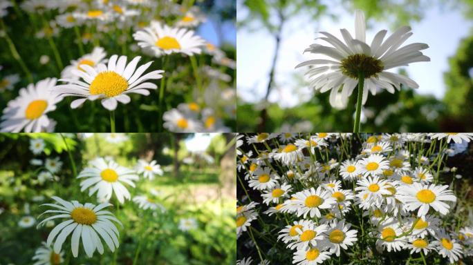 野菊花、花朵、白色花