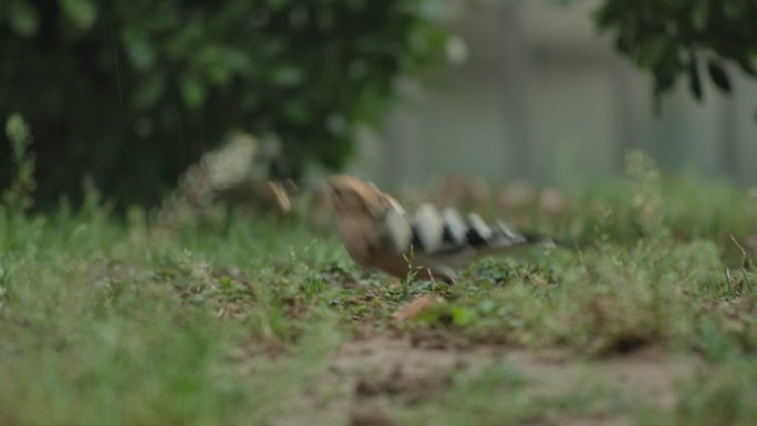 雨