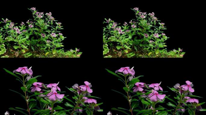 实拍带通道花草动态粉色花朵抠像素材合成用