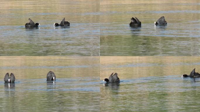 两只水鸟白骨顶鸡互相示威