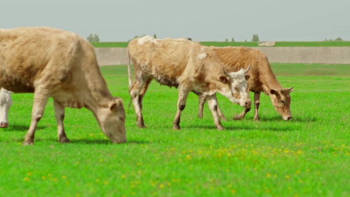 牛羊群 放牛 草原 草地