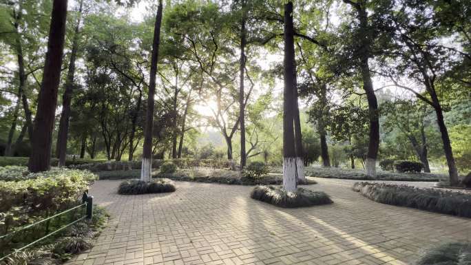 武汉解放公园下午阳光穿过树林