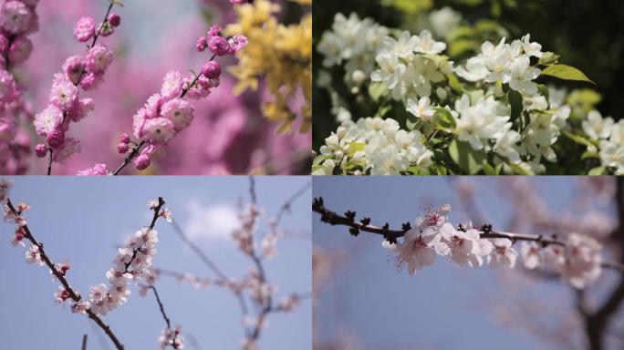 桃花杏花梨花