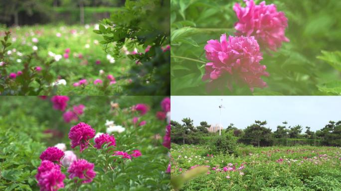 芍药花实拍空镜