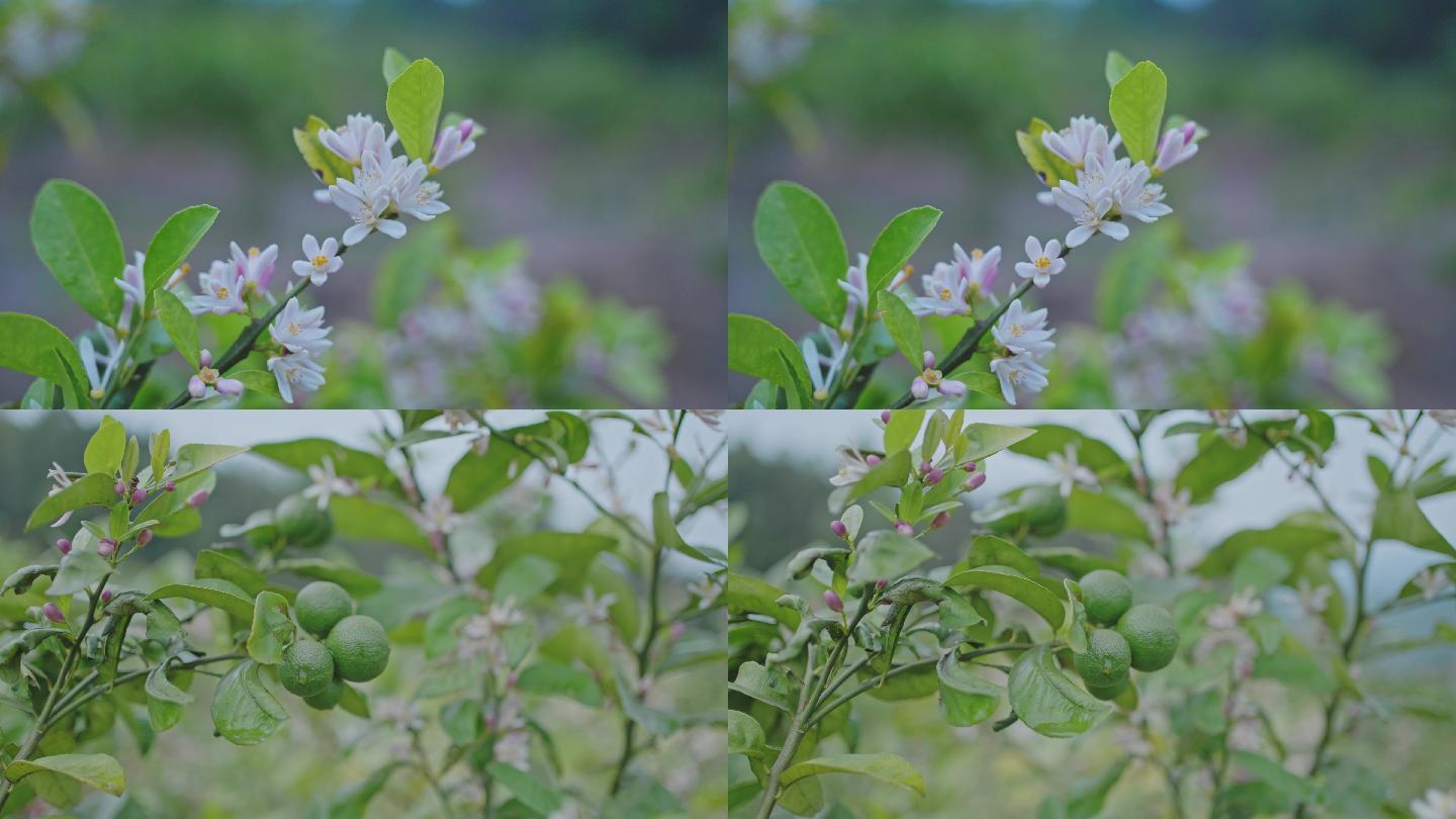 柠檬花柠檬