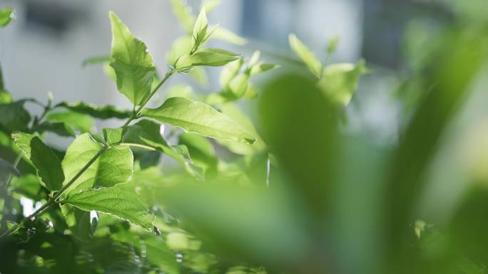 春天嫩绿植物生长01