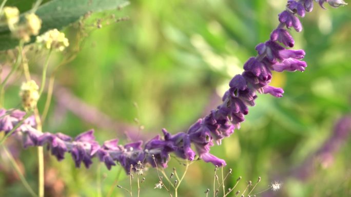 紫色的花 紫色鼠尾草