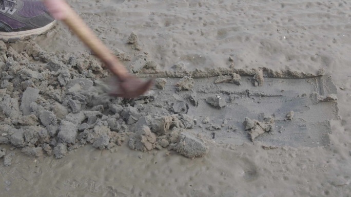 广东海滩赶海挖泥沙虫1