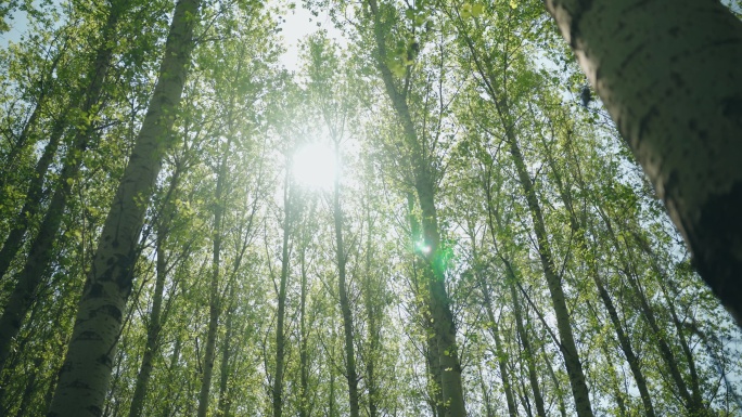 8k树林树木自然生态唯美清新杨树林逆光