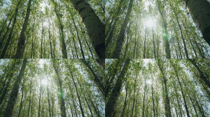 8k树林树木自然生态唯美清新杨树林逆光