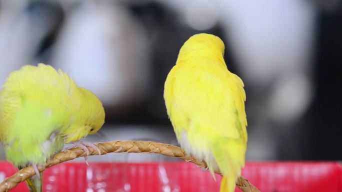 两只小黄鹦鹉